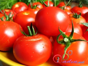 Pomidor və yaşıl bibər möcüzəsi