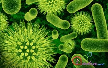 Bakteriyalar