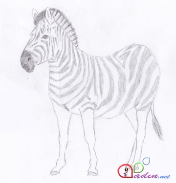 Zebra çəkməyi öyrənək