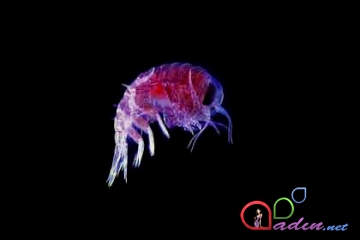 Mikrodünyanın canlıları: Planktonlar
