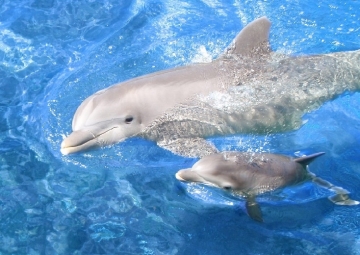 Delfinlər
