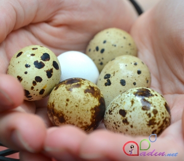 Yumurtanın ağı, yoxsa sarısı faydalıdır?
