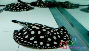 Dünyanın ən bahalı akvarium balıqları
