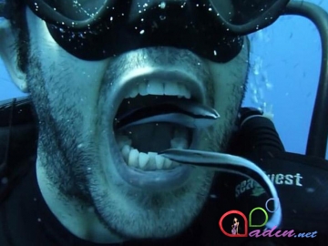Balıqlarla dişlərini təmizləyən dalğıc
