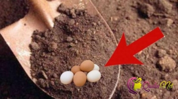 Çiy yumurtanı torpağa basdırın -Möcüzə görün - VİDEO