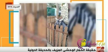 Uzunqulağı zebra adıyla zooparka gətirdilər-FOTO