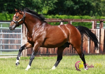 Dünyanın ən bahalı atı-FOTO