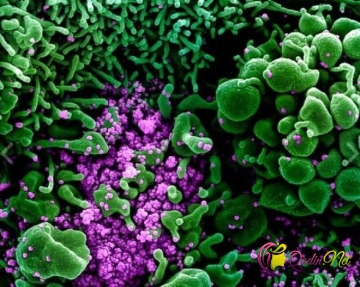 Koronavirusun hüceyrələrə yayılmasının görüntüləri - FOTO