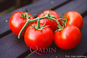 Pomidor tomatı (foto resept)