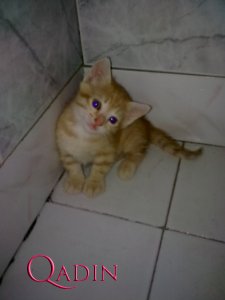 Onlar məni sakitləşdirirlər