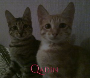 Onlar məni sakitləşdirirlər