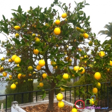 Evdə limon bitkisinin becərilməsi qaydaları