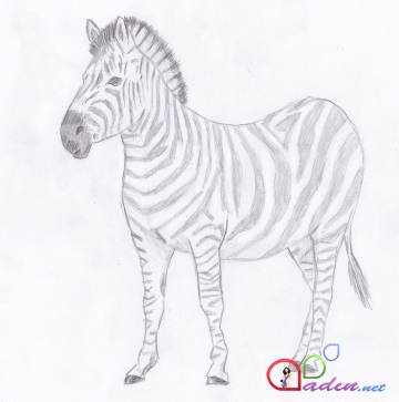 Zebra çəkməyi öyrənək