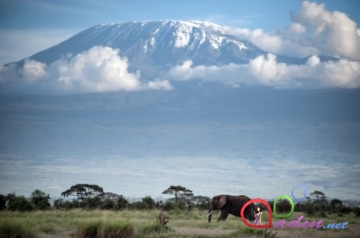 Kilimancaro dağının ətəklərində təbii həyat