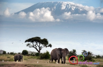 Kilimancaro dağının ətəklərində təbii həyat