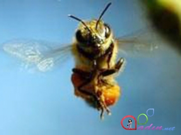 Arılar zamanı geri qaytara bilirlərmi?