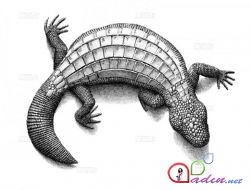 Kompozit illüstrasiyalar