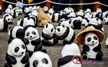1600 panda hava limanına doldu