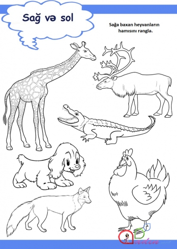 Sağ və sol tərəf