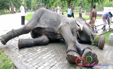 50 ildən sonra azad edilən fil göz yaşı tökdü