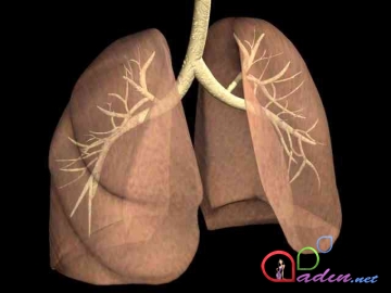 Ağciyərlərdəki heyranedici sistem