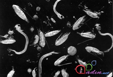 Mikrodünyanın canlıları: Planktonlar