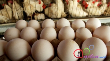 Toyuq əti, yumurta ucuzlaşdı, qoyun əti, yağ bahalaşdı