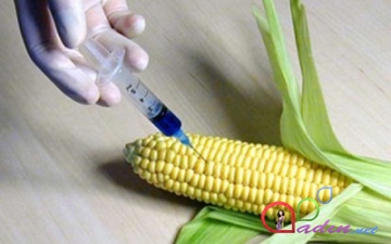 GMO məhsullarla bağlı yeni tələblər qoyulacaq