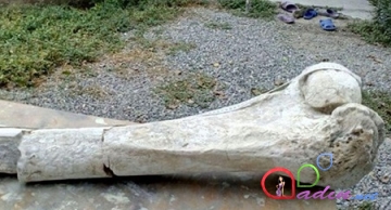 Azərbaycanda 1,8 milyon yaşı olan fil sümüyü tapıldı - FOTOLAR