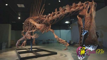 Argentinada dünyanın ən böyük dinozavrının qalıqları tapılıb