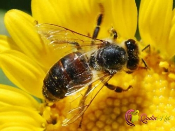 Azərbaycanda süni mayalanma yolu ilə cins ana arı yetişdirilib