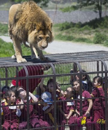 İnsanların qəfəsdə, heyvanların azadlıqda olduğu zoopark