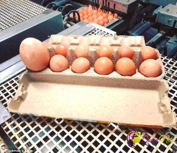 Yumurtanın içindən çıxan hamını heyrətləndirdi - FOTO