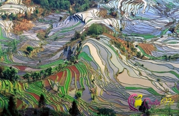 Onlar tablo deyil, Çinin düyü tarlaları