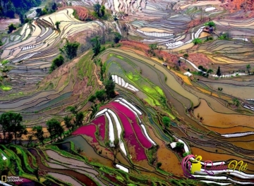 Onlar tablo deyil, Çinin düyü tarlaları
