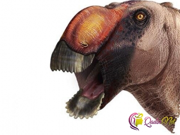 Ördək dimdikli dinozavr növü tapıldı