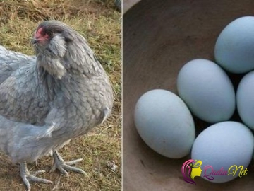 5 manata satılan yaşıl yumurta -FOTO
