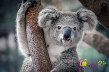 Koalaların nəsli kəsilə bilər