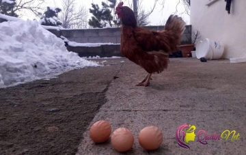 Qeyri-adi yumurtalar görənləri TƏƏCCÜBLƏNDİRİ-FOTO