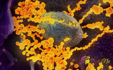 Koronavirusun üç növü müəyyən edilib - XƏRİTƏ