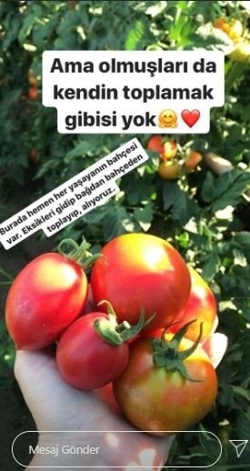 Məşhur aktrisa bostanda pomidor əkdi-FOTO